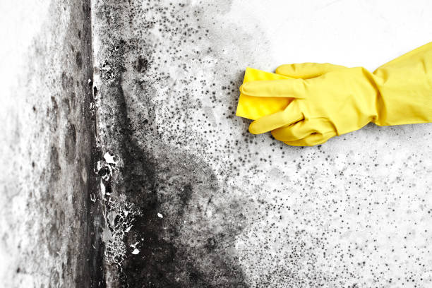 Best Mold Remediation for Healthcare Facilities  in Terrytown, LA