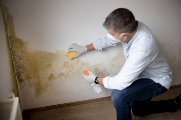 Best Mold-Related Health Consultation  in Terrytown, LA
