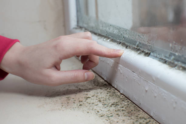 Best Black Mold Removal  in Terrytown, LA